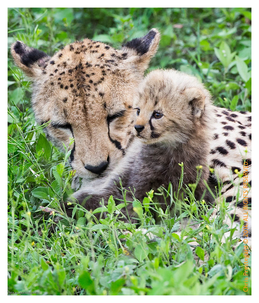 CheetahCub6897-Jun10-2014