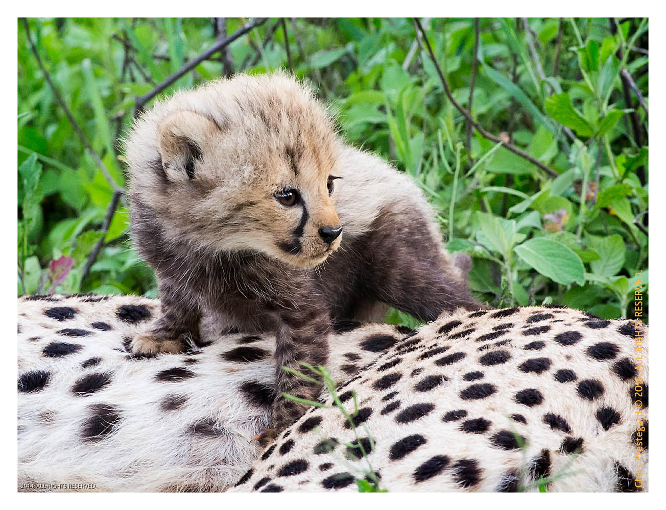 CheetahCub7095_Jun11-2014