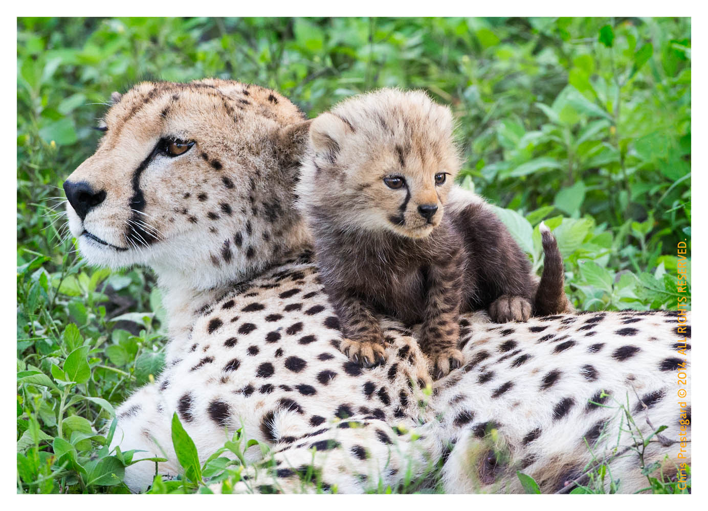 CheetahCub7189-Apr22-2014