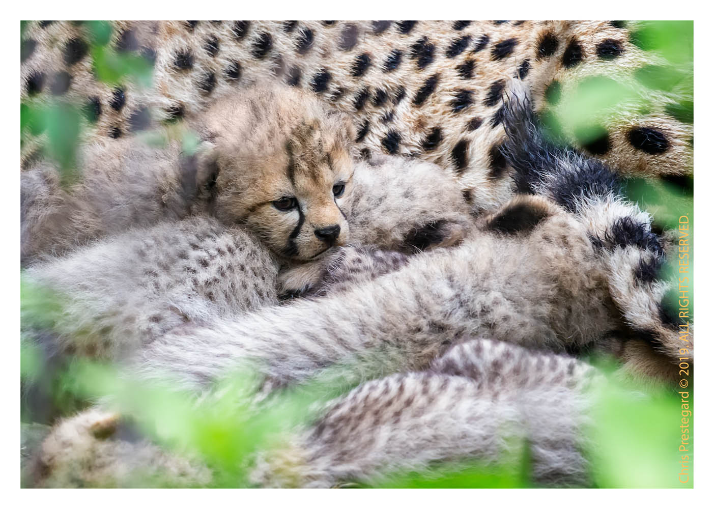 Cheetah cubs at Ndutu, Tanzania Feb. 2019