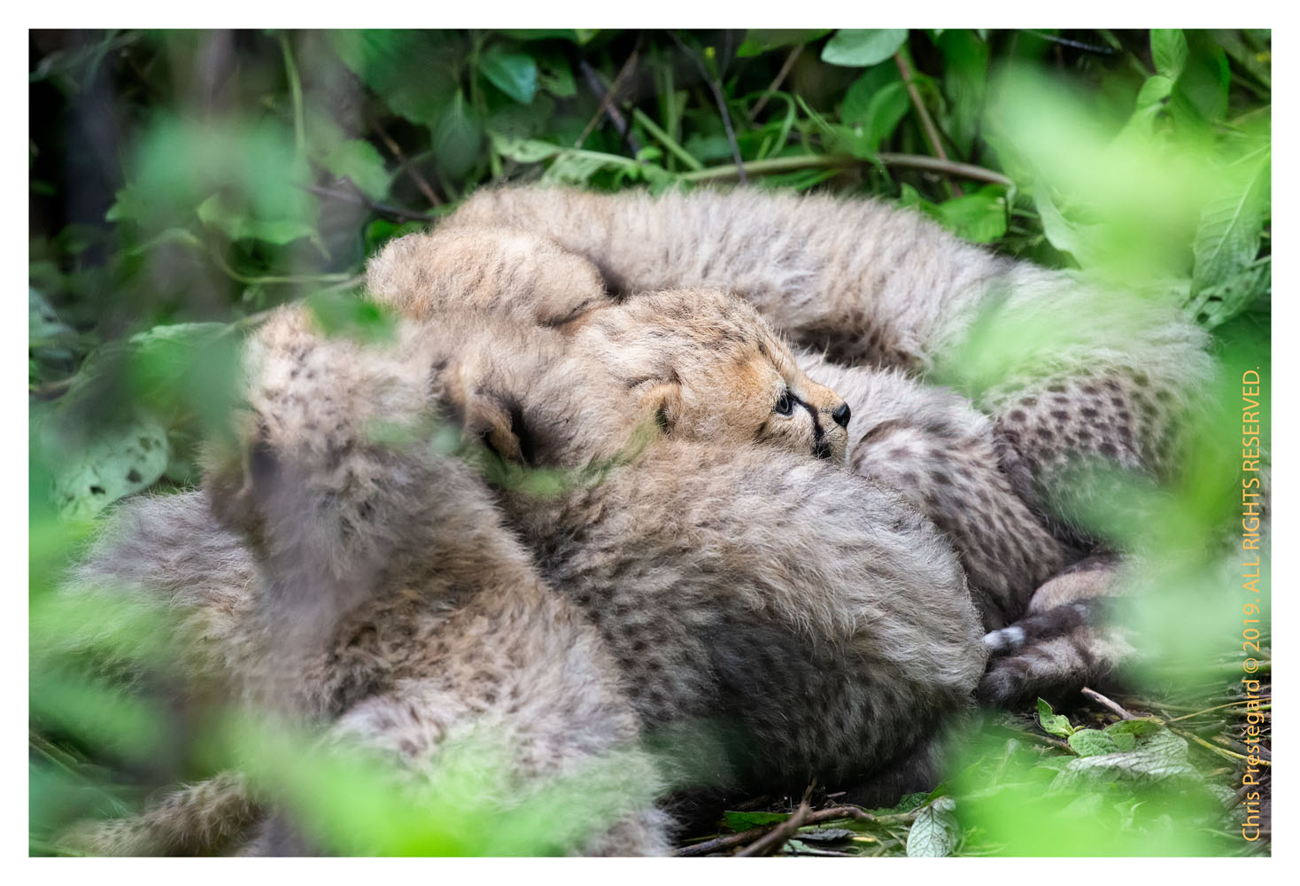 Cheetah Cubs at Ndutu, Tanzania Feb. 2019