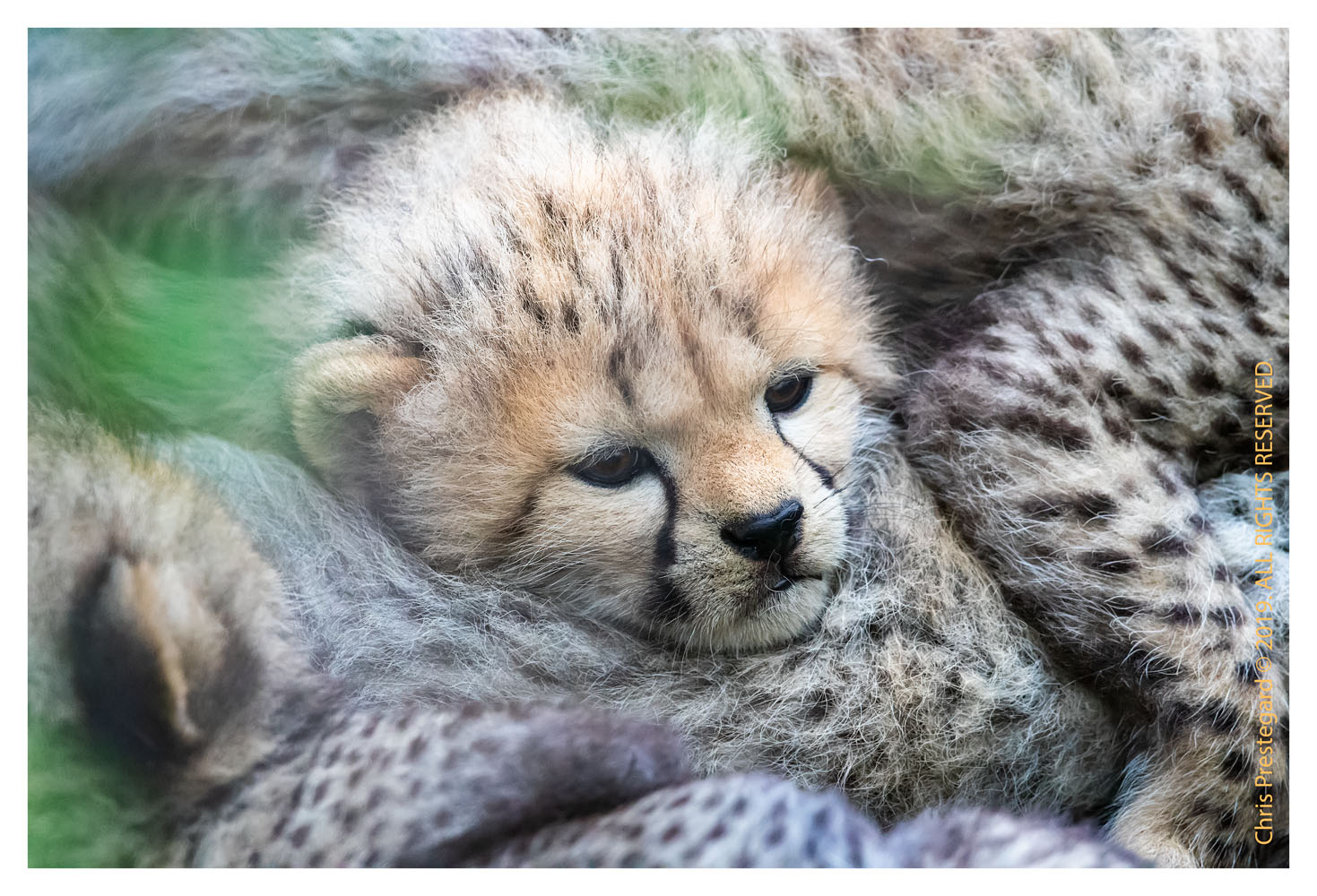 Cheetah cubs at Ndutu, Tanzania Feb. 2019
