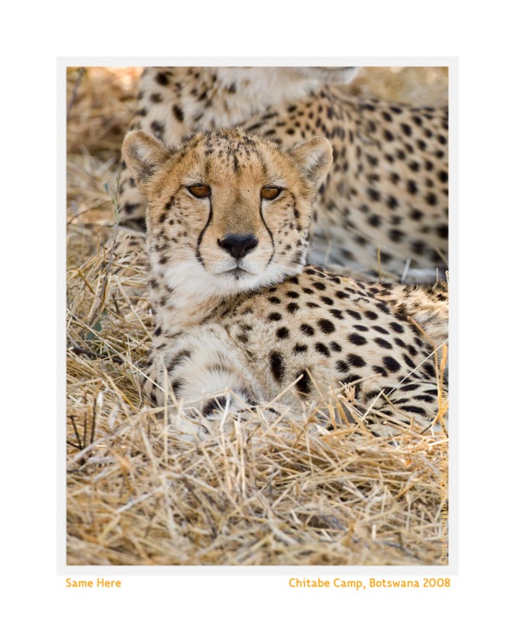 CheetahFam1951_Aug7-08