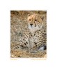 CheetahFamily1952_Aug9-08