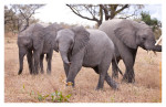 Elephants6906_Aug9-2011