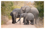 Elephants7430_Aug13-2011