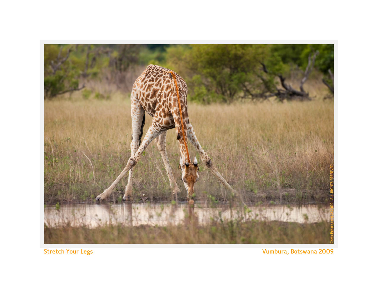 Giraffe1448stretch-Nov23-09
