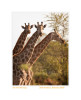 Giraffe1570c-Sept28-2011