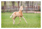 Horse1602-Feb11-2012