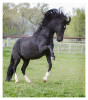 Horse1718-Feb11-2012