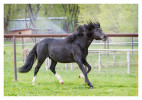 Horse1739_Feb10-2012