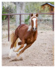 Horse2469_Feb10-2012