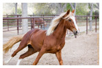 Horse2524-Feb14-2012