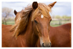 Horse3196-Feb13-2012