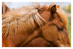 Horse3201-Feb13-2012