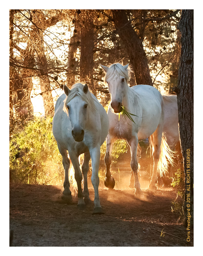 Camargue horses, Aigues Mortes, South of France, June 2016