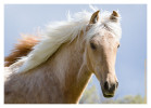 Horse3823-Feb18-2012