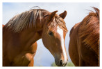 Horse3849-Feb17-2012
