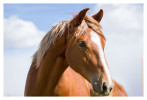 Horse3856-Feb15-2012