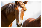 Horse3952-Feb13-2012