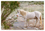 Horse7311_Jan29-2012