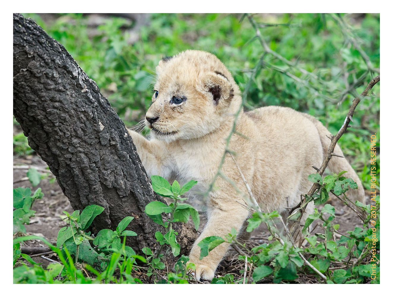 Lions at Ndutu, Tanzania Feb. 2017
