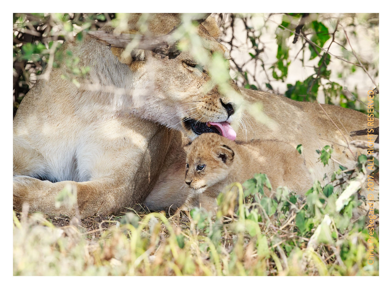 Lions at Ndutu, Tanzania Feb. 2017