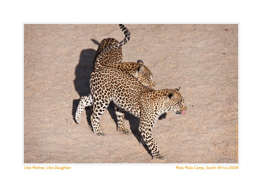 Leopard2213Daughter_May27-09