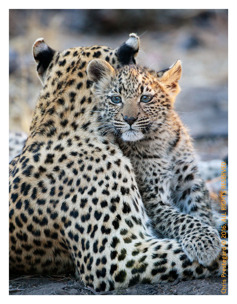 Precious Leopard Cub with  Mom, Chitabe Camp, Botswana July 2007