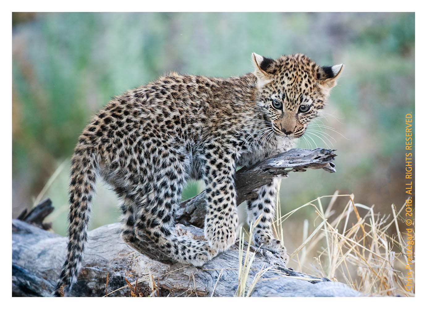 Curious Leopard Cub, Chitabe Camp, Botswana July 2007