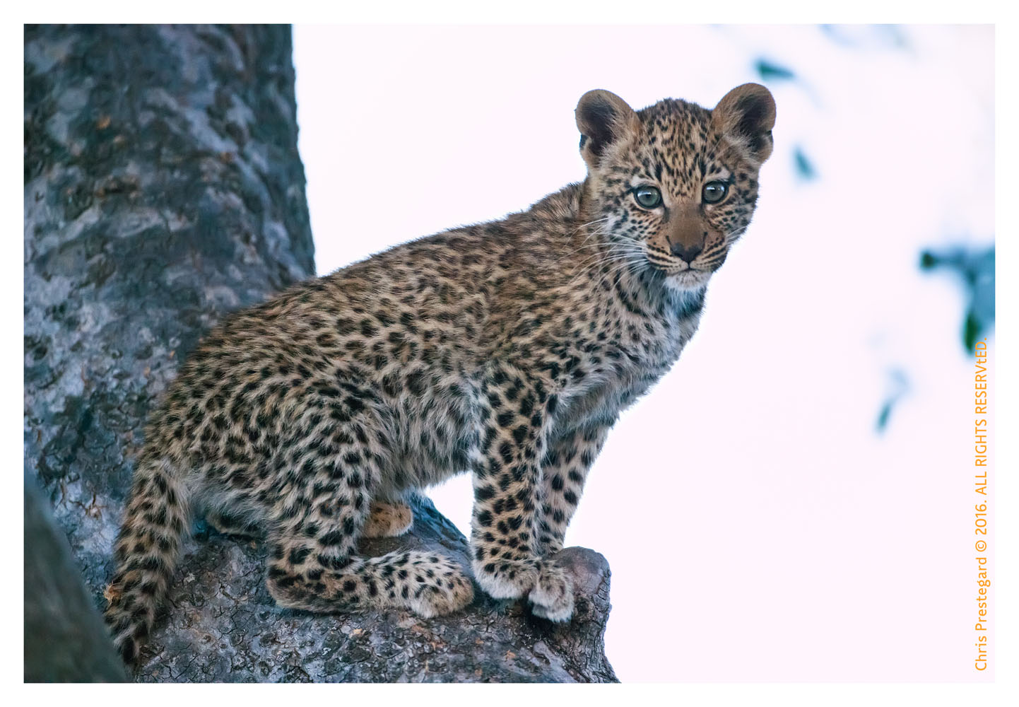 Leopard Cub in Tree, Chitabe Camp, Botswana July 2007