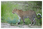 Leopard8823C_Apr21-2011