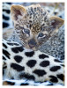 LeopardCub3066-Jul15-2012