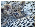 LeopardCub3424-Jul22-2012