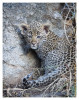 LeopardCub4067-Jul16-2012