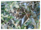 LeopardCub596-Jul21-2012