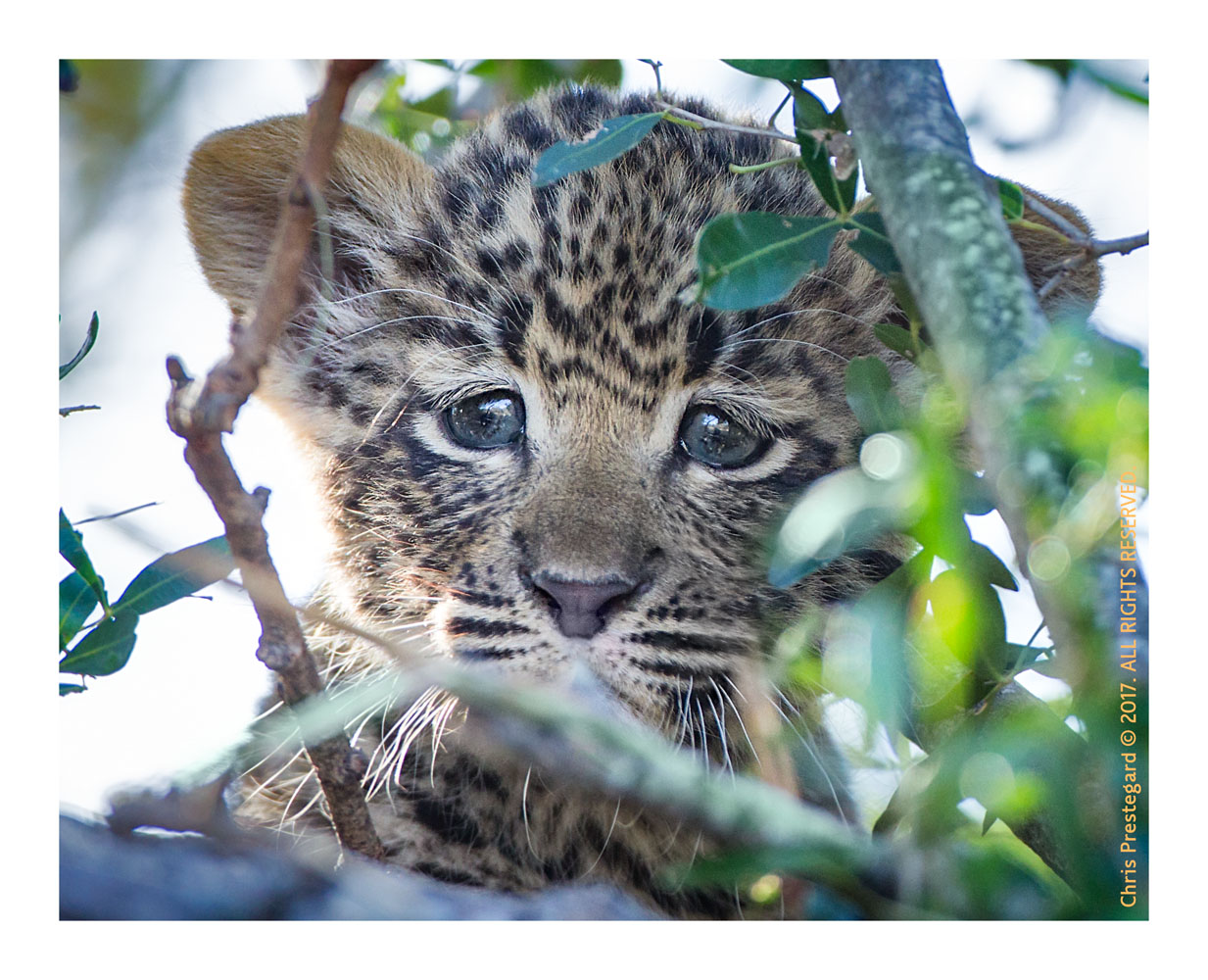 Leopard Cub, South Africa July 2012