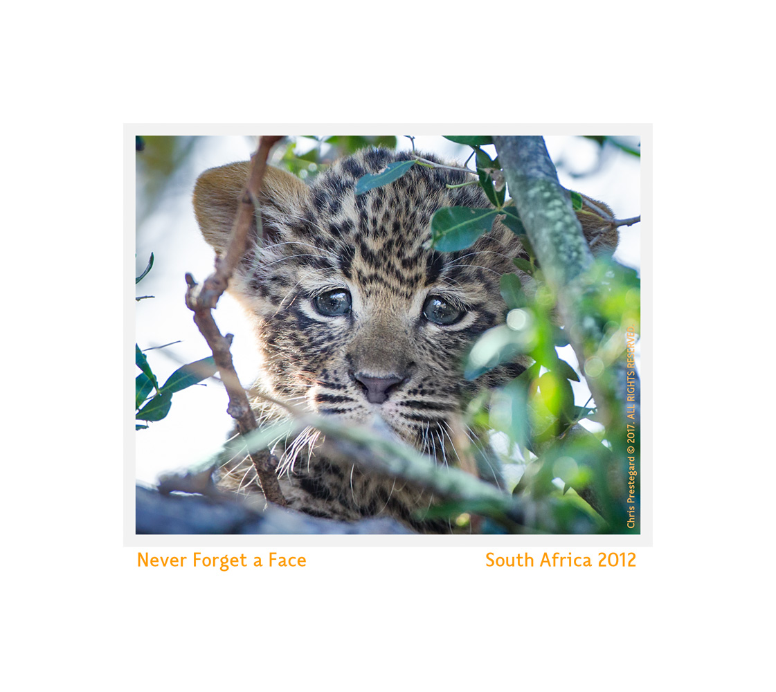 Leopard Cub, South Africa July 2012