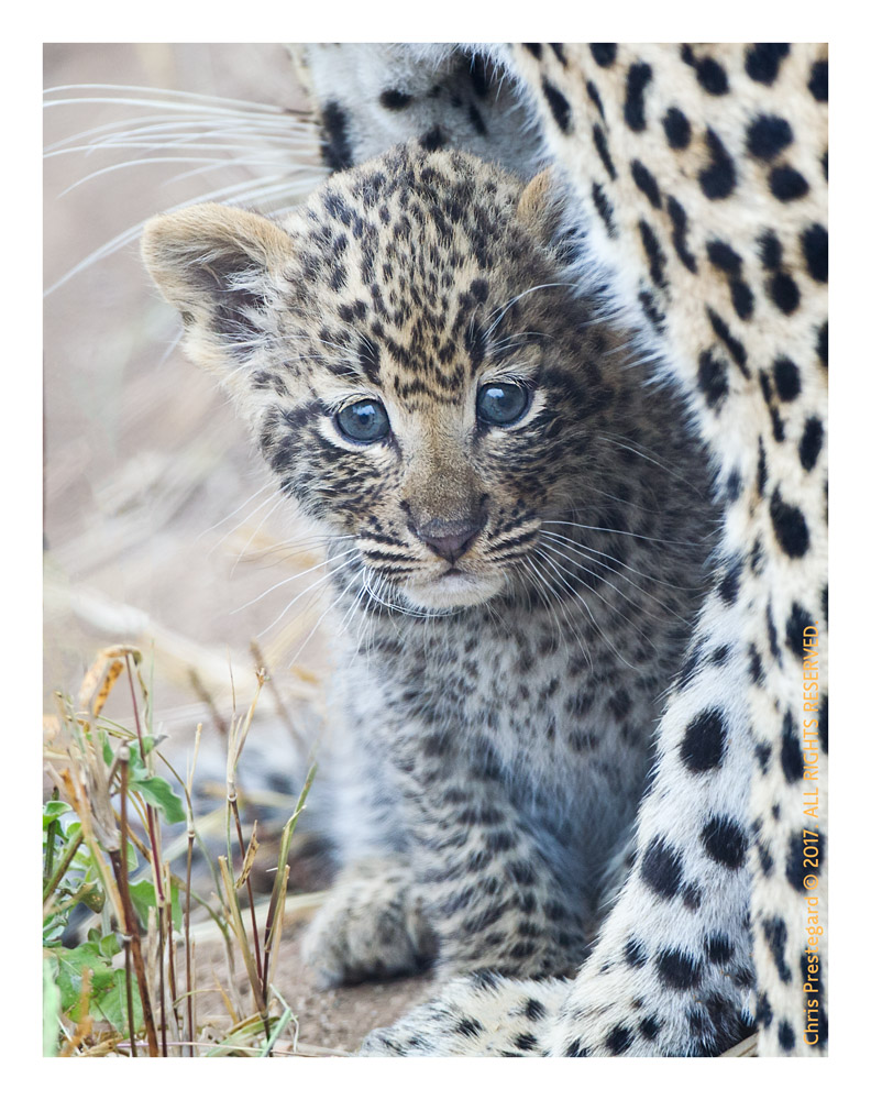 cute baby leopards with blue eyes