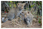 LeopardCubs4205-Jul17-2012
