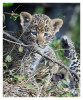 LeopardCubs4336-Jul18-2012