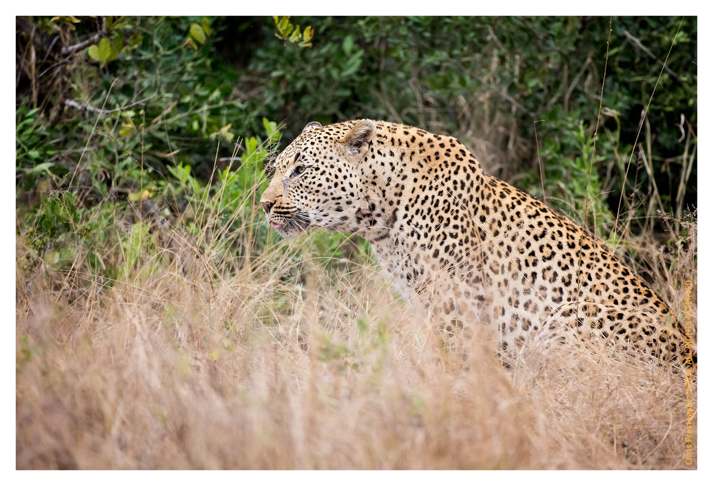 LeopardFight255-Oct16-2013