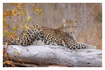 LeopardKeisha6736d_Dec29-2011
