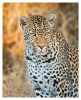 LeopardKiki3350_Aug11-2011