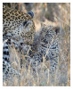LeopardKikiCub338-Aug5-2012