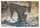 LeopardKikiCub3795-Aug7-2012