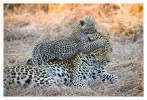 LeopardMomCubs1854-Jul15-2012