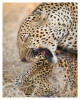 LeopardsMating3259_Aug9-2011