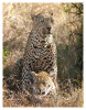 LeopardsMating5934__Aug9-2011