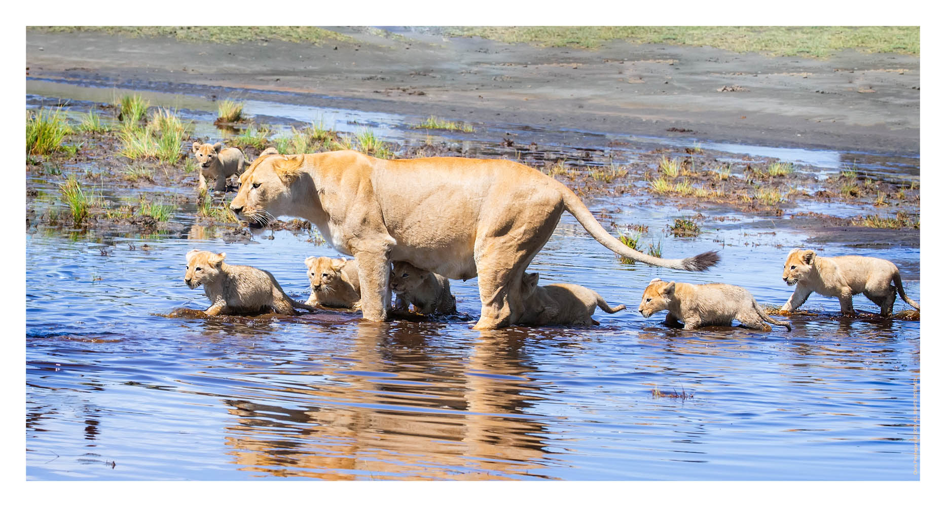 Lion cubs at Ndutu, Tanzania Feb. 2016